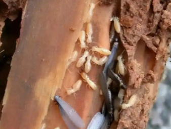 安康白蚁防治公司分享夏季高温高湿，读懂白蚁分飞的底层逻辑与家庭防护方案